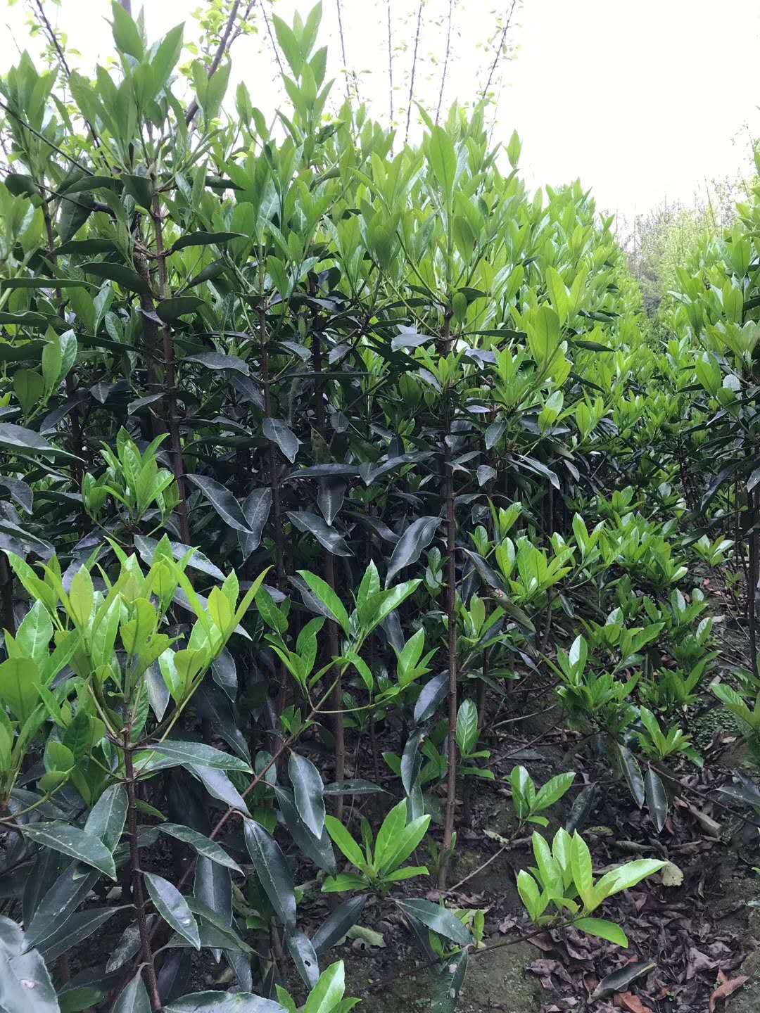 法國冬青0.5米、0.8米、1米價格表